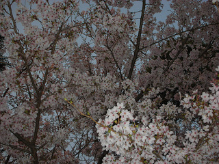 20100404b.jpg