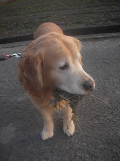 20100404d.jpg