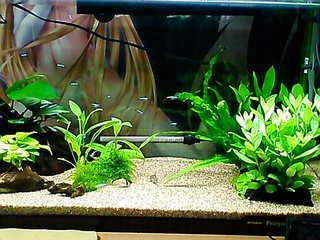 20120329e.jpg