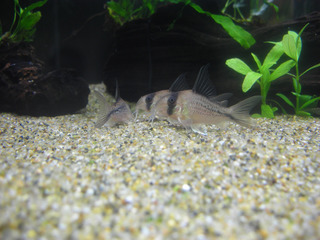 20130517d.jpg