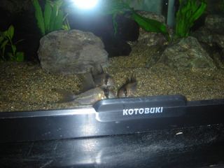 20130517e.jpg
