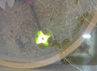 20140826a.jpg