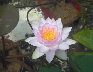 20140826c.jpg