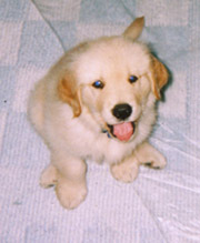 dog01.jpg