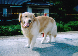 dog02.jpg