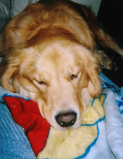 dog03.jpg