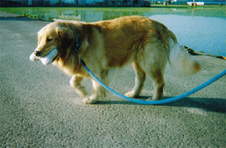 dog04.jpg