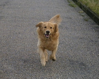 dog05.jpg