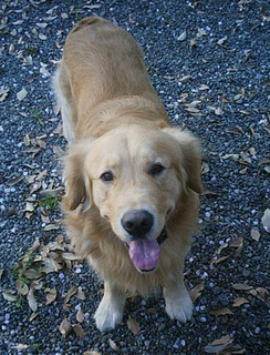 inu04.jpg