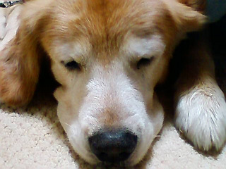inu05.jpg