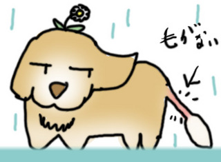 wankoq1.jpg