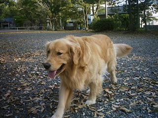 dog06.jpg