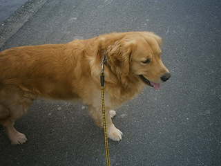dog07.jpg