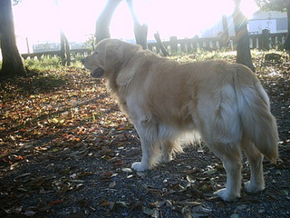 dog08.jpg