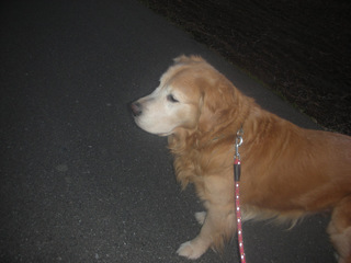 dog09.jpg