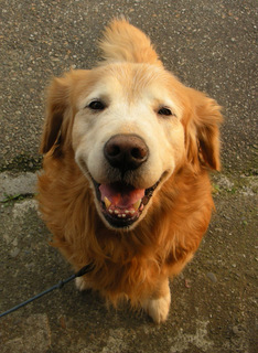 dog10.jpg
