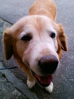 dog11.jpg